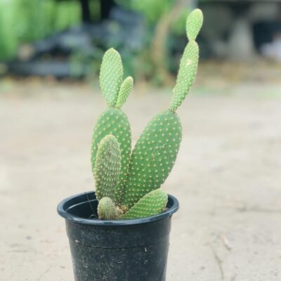 Bunny Ears Cactus (Opuntia Microdasys)