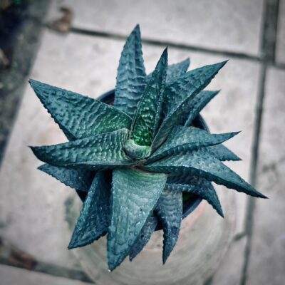 Haworthia Limifolia