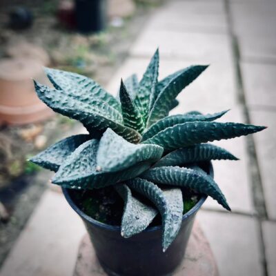 Haworthia Limifolia plant