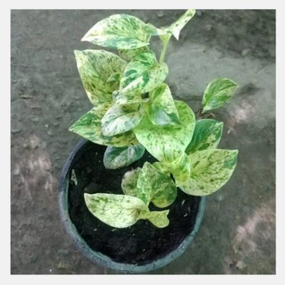 Marble Queen