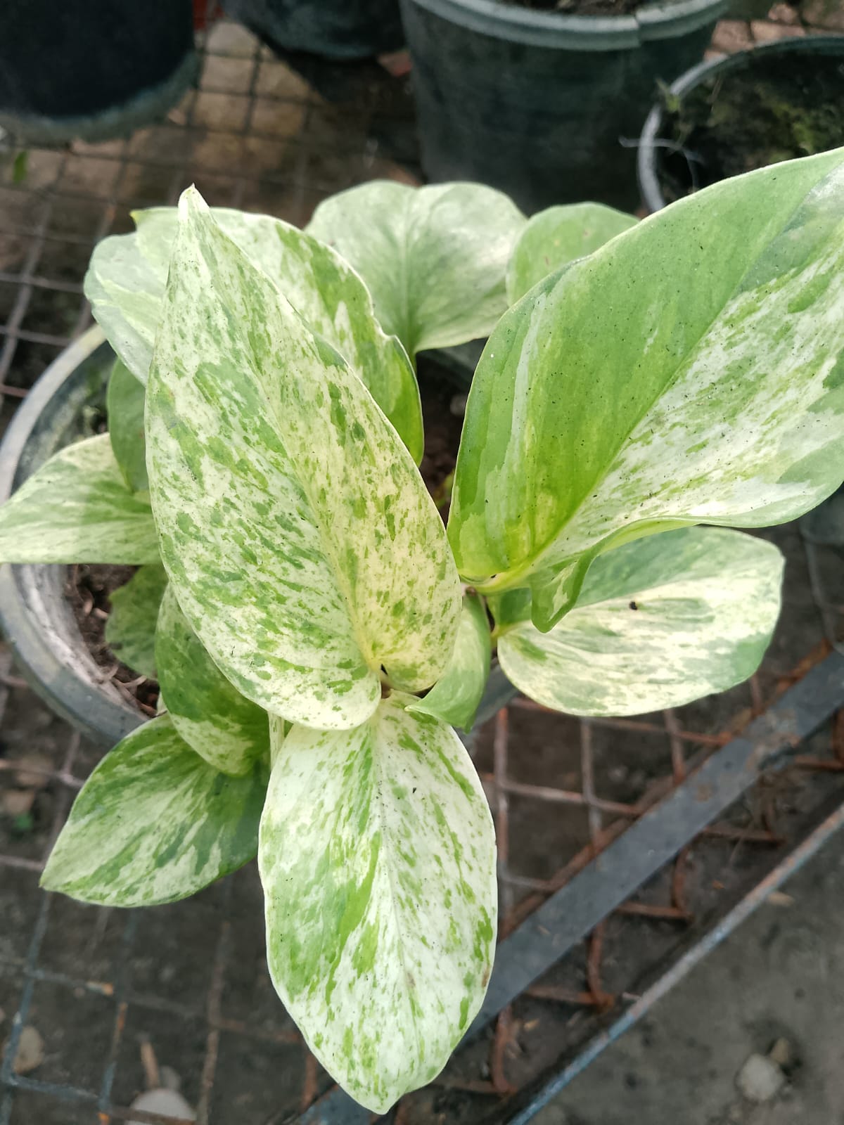 Marble Queen Plant in pakistan