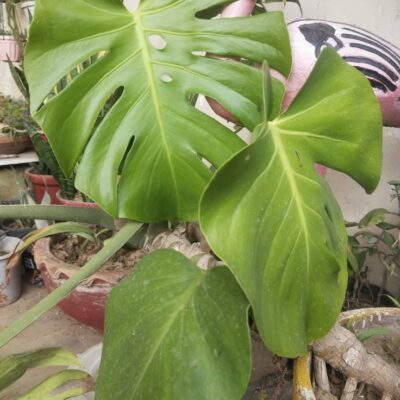 Monstera