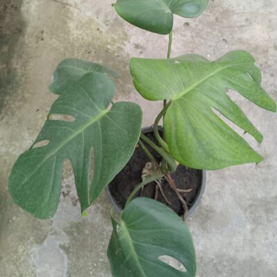 Monstera Deliciosa plant