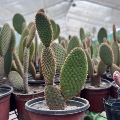 Opuntia Microdasys