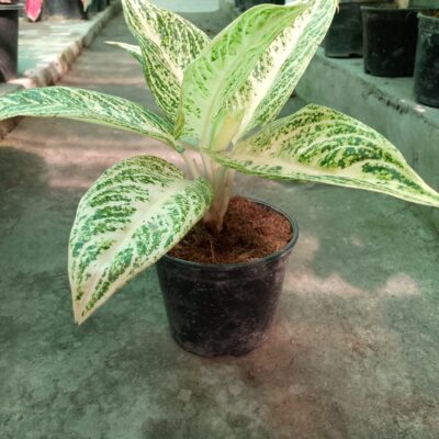 Aglaonema White