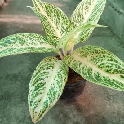 Aglaonema White Legacy