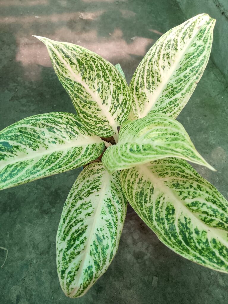 Aglaonema White Legacy leaf
