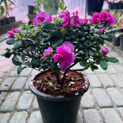 Azalea Plant