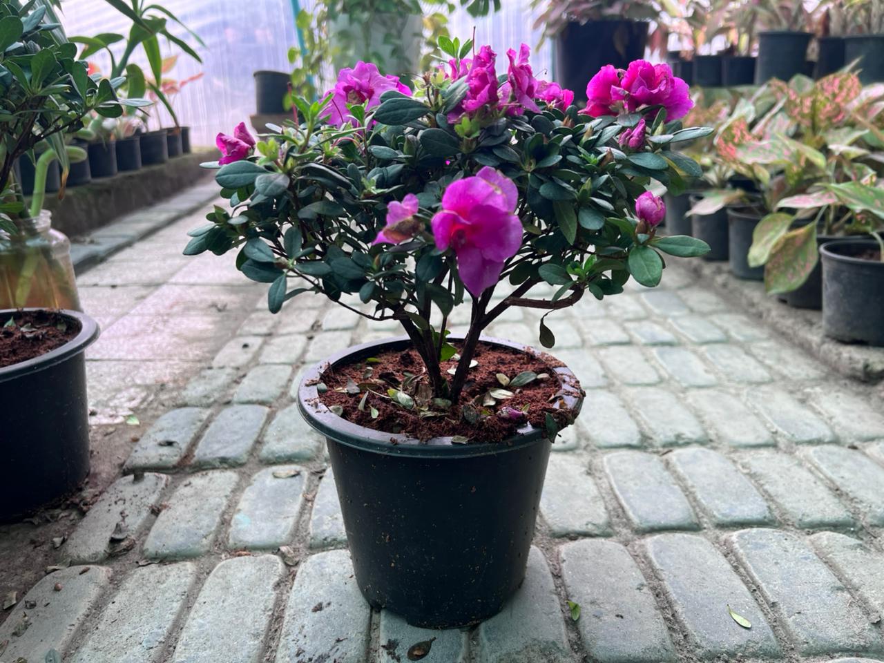 Azalea Plant in pakistan