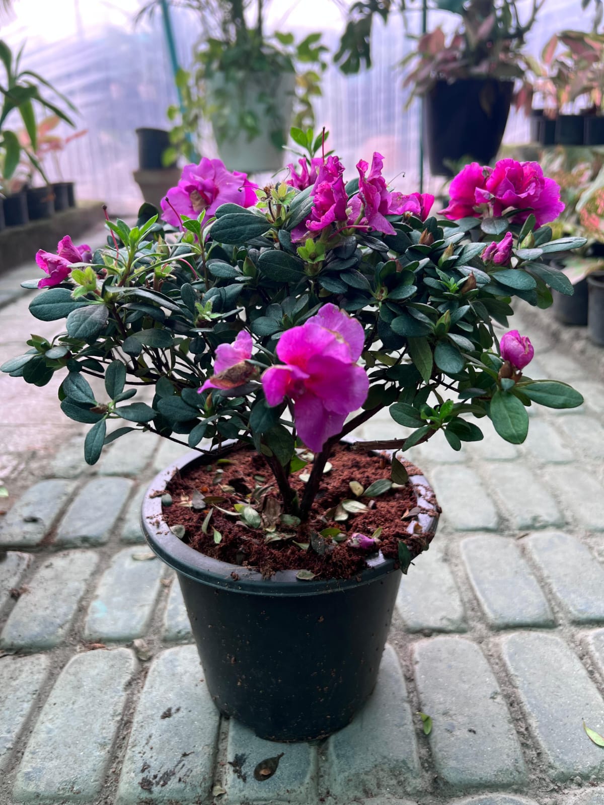 Azalea Plant