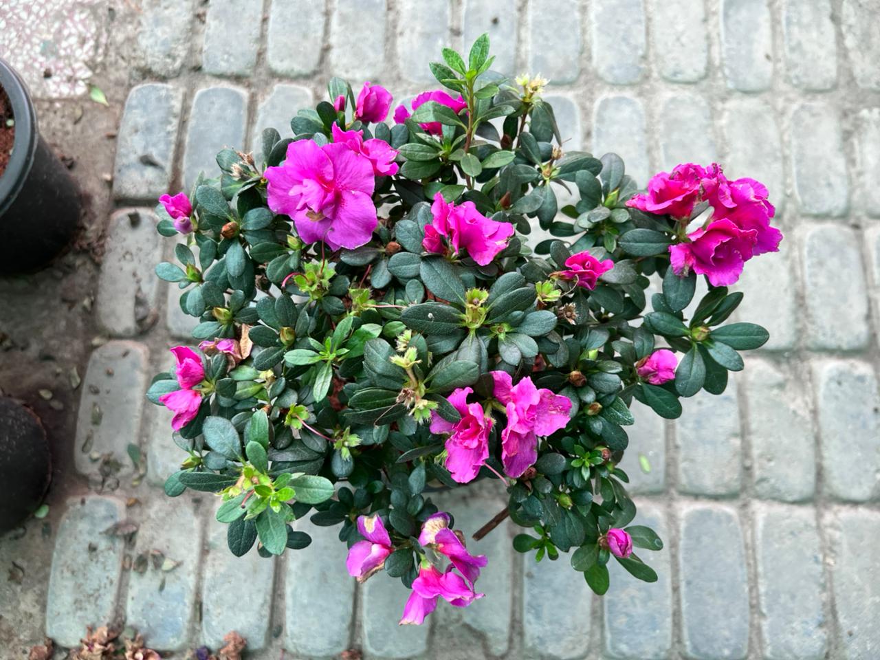 Azalea flowering Plant