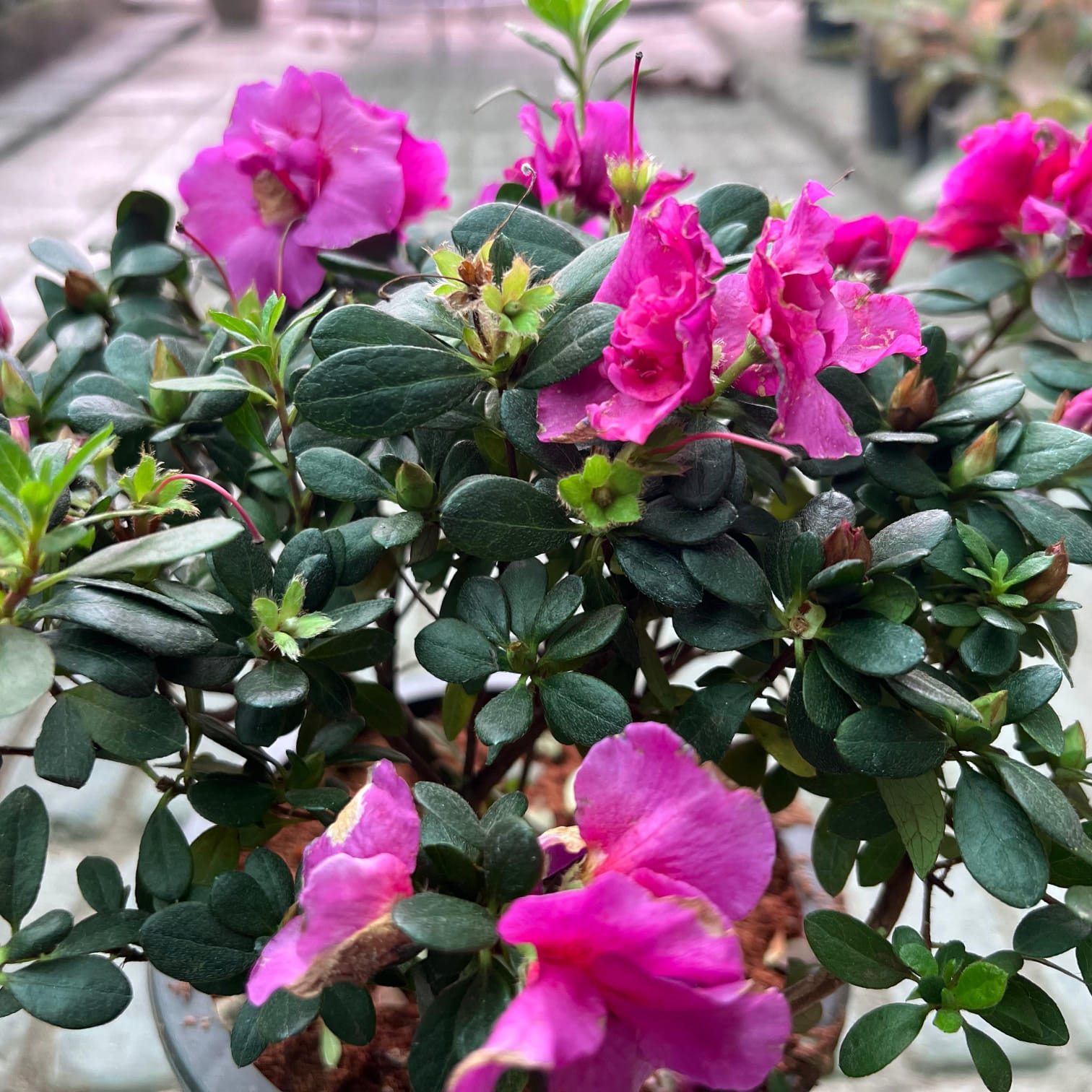 Azalea flowers