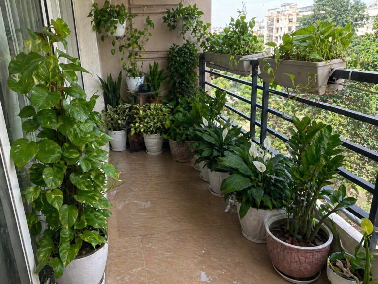 Balcony Garden in Pakistan