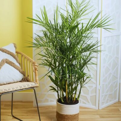Bamboo Palm plant