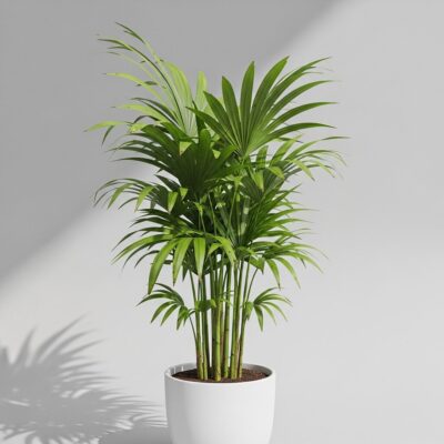 Cane palm plant in Pakistan