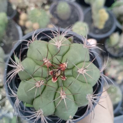 Gymnocalycium saglionis