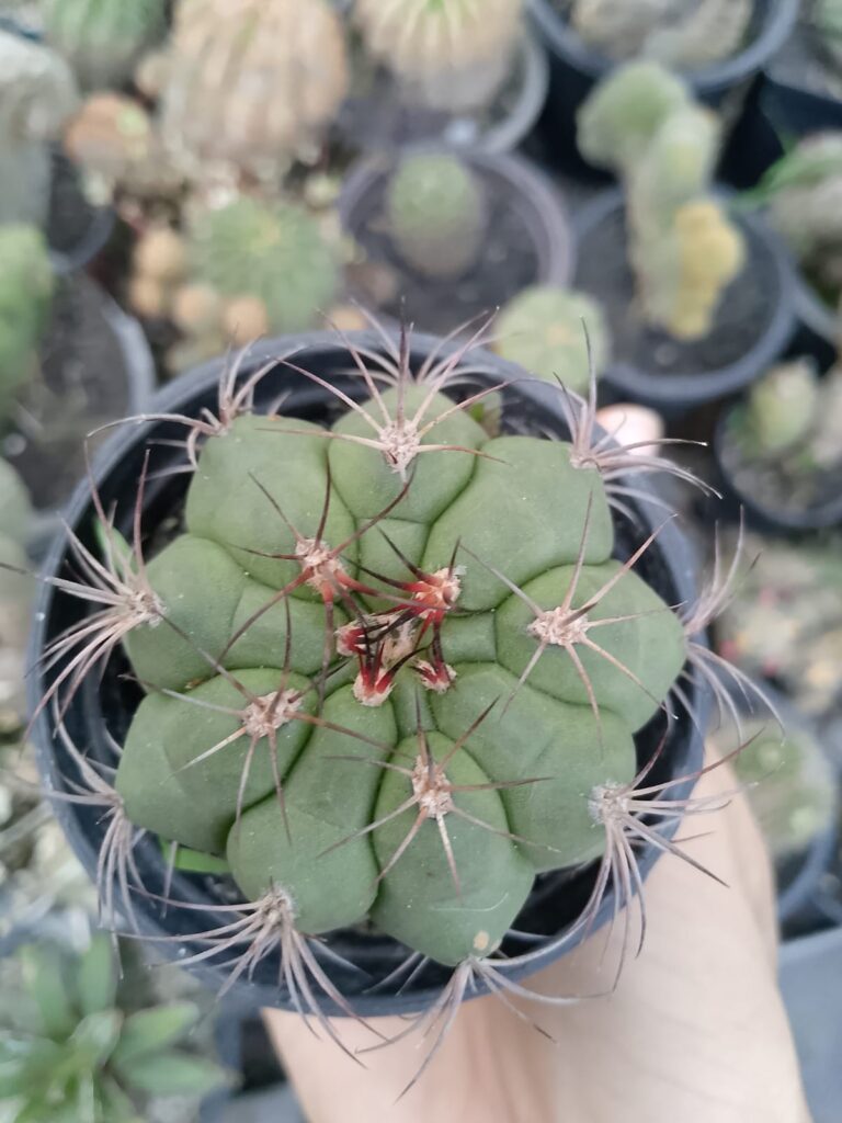 Gymnocalycium saglionis