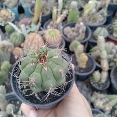 Gymnocalycium saglionis plants