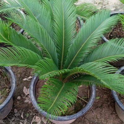 Kangi Palm Plant in pakistan