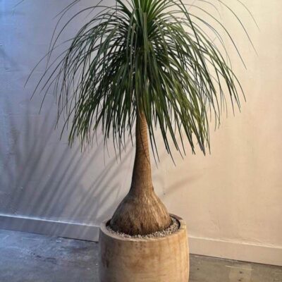 Ponytail Palm Plant