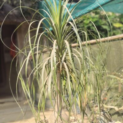 Ponytail Palm Plant in pakistan