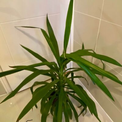 Yucca palm green
