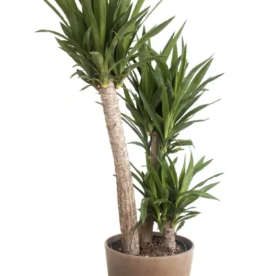 Yucca palm green leaf