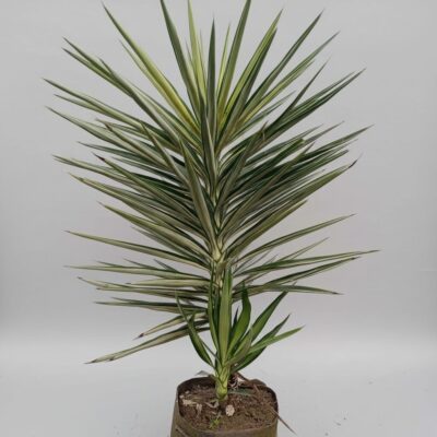 Yucca palm silver