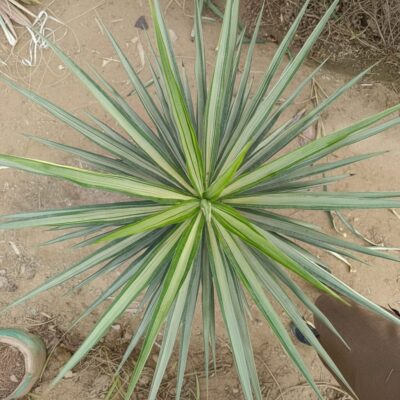 Yucca palm silver leaf