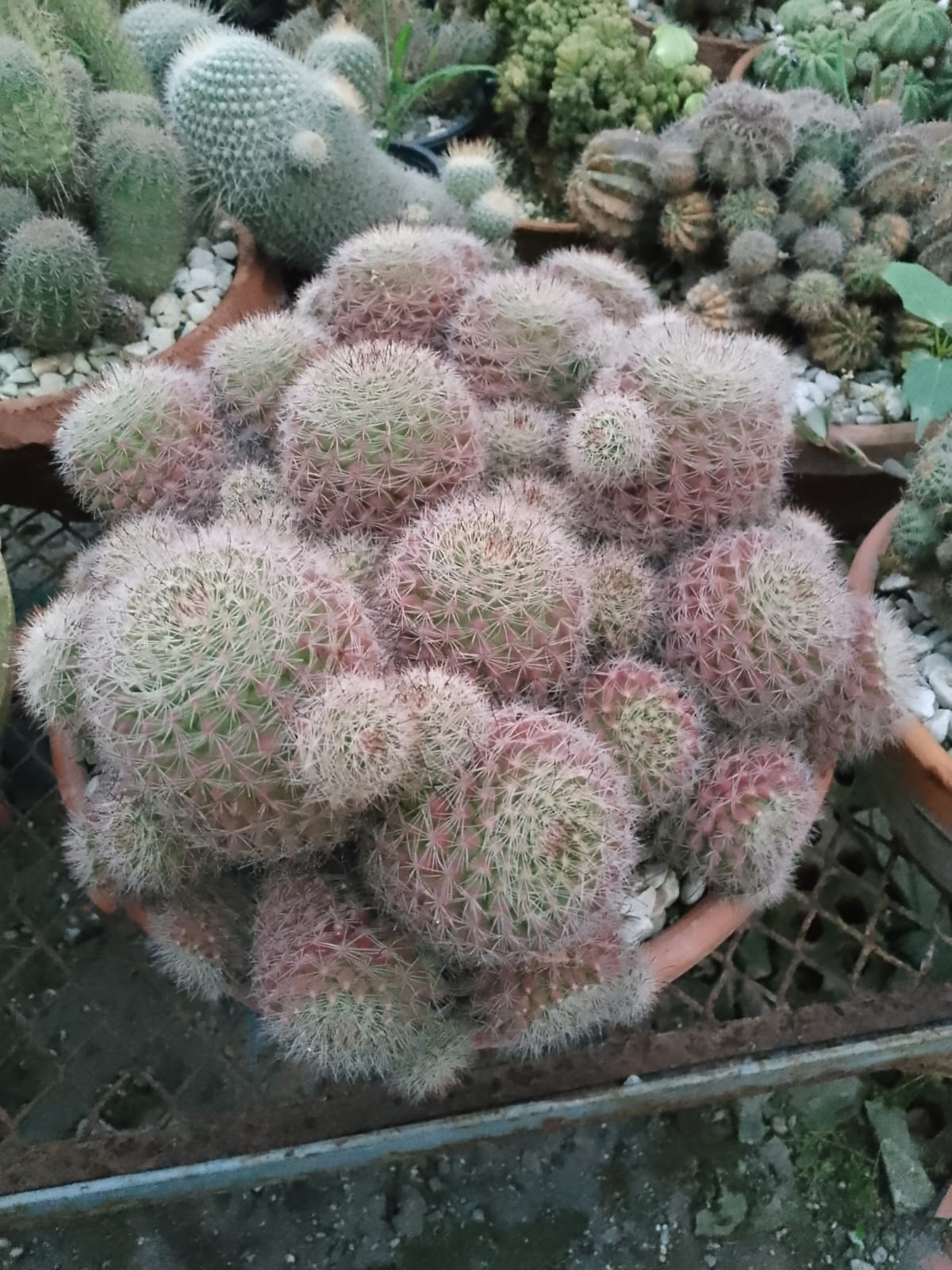 Care for Cactus Plants in Pakistan
