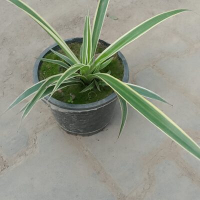 Spider Plant Spider Plant