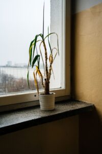 Drooping or Wilting Leaves