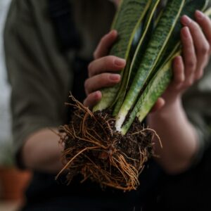 Root Rot - The Silent Killer