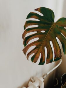 Yellow Leaves - The Most Common Complaint